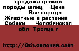 продажа ценков породы шпиц  › Цена ­ 35 000 - Все города Животные и растения » Собаки   . Челябинская обл.,Троицк г.